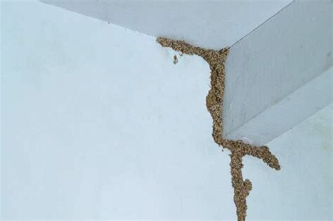 螞蟻窩 牆壁